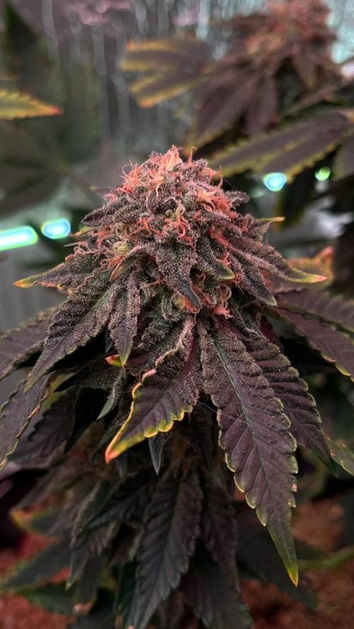 Runts & Polar Gelato. Week 15