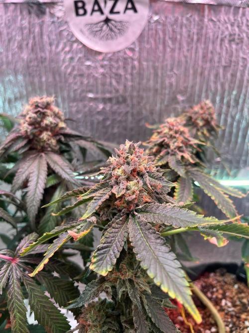 Runts & Polar Gelato. Week 15