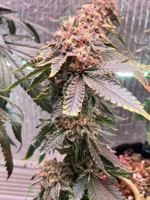 Runts & Polar Gelato. Week 15