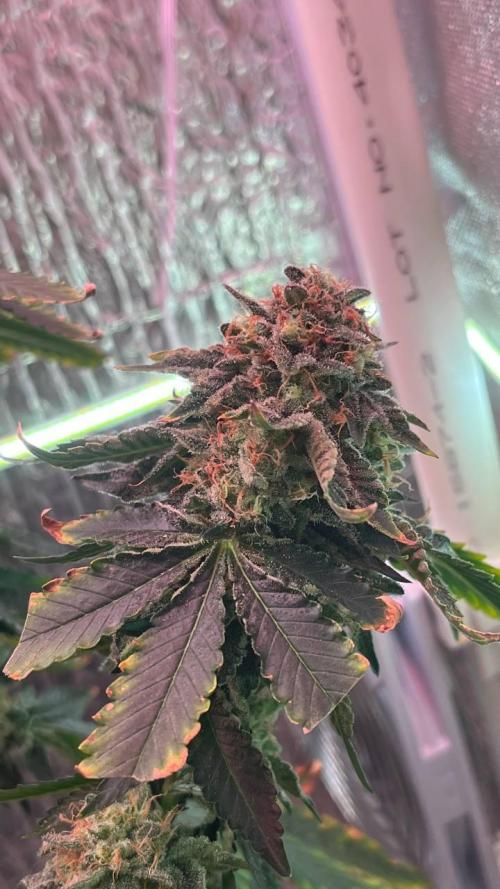 Runts & Polar Gelato. Week 15