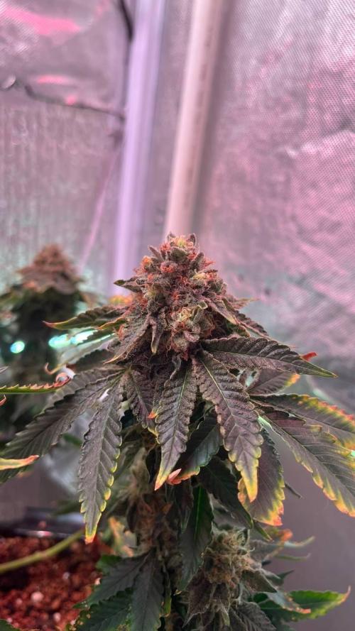 Runts & Polar Gelato. Week 15