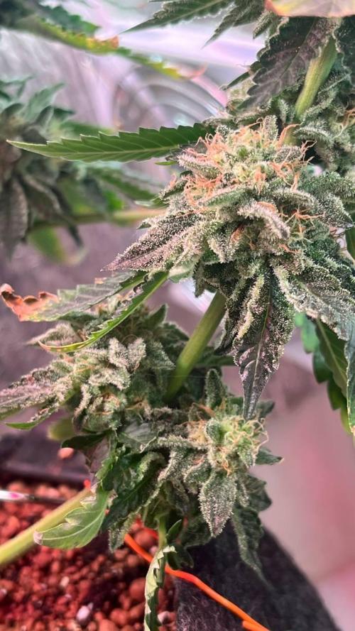 Runts & Polar Gelato. Week 15