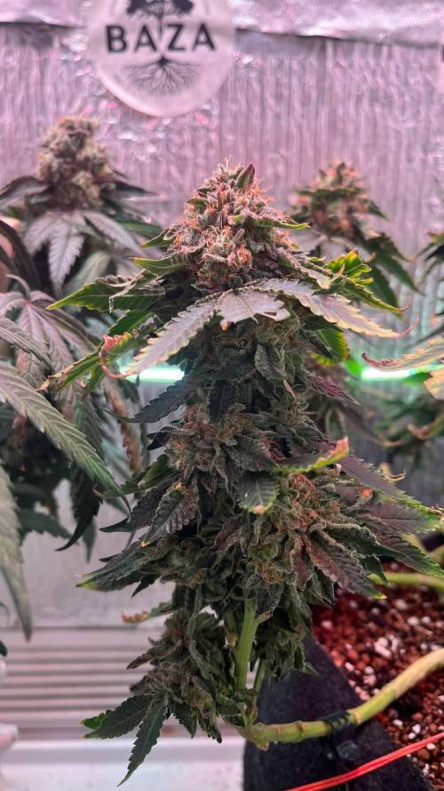 Runts & Polar Gelato. Week 15