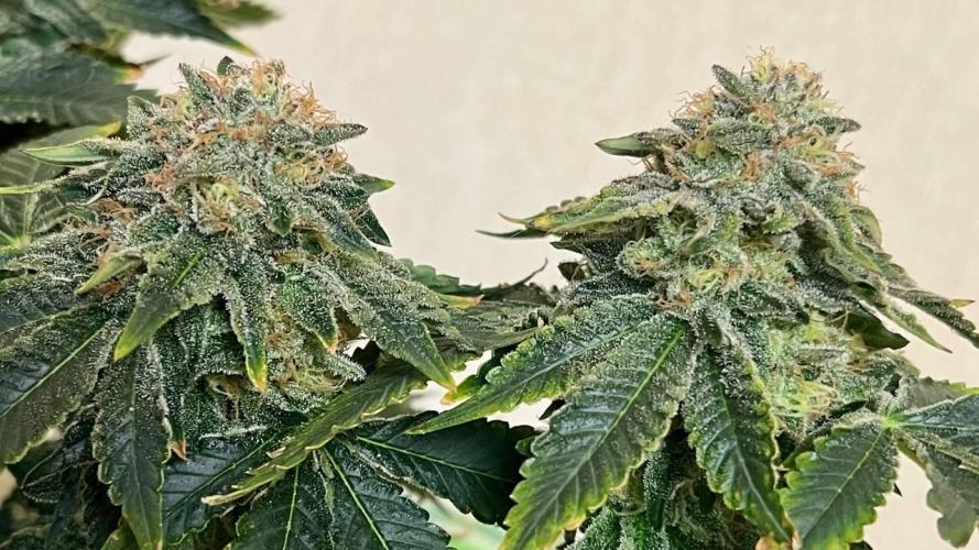 Runts & Polar Gelato. Week 15