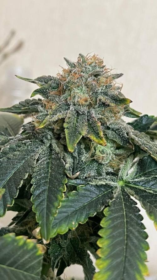 Runts & Polar Gelato. Week 15