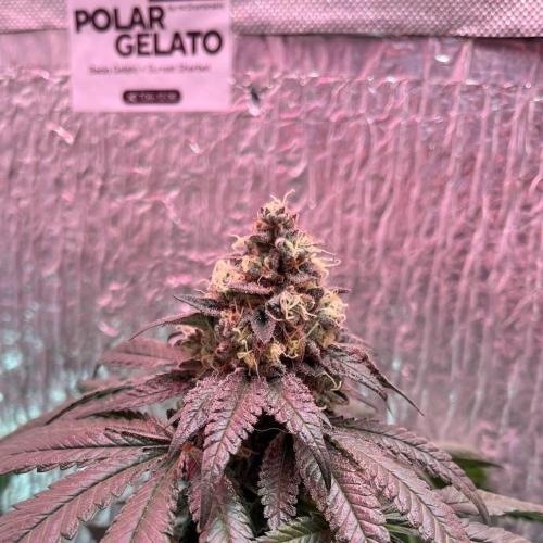 Runts & Polar Gelato. Week 15