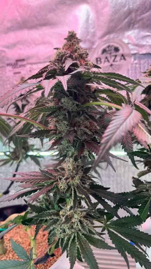 Runts & Polar Gelato. Week 15