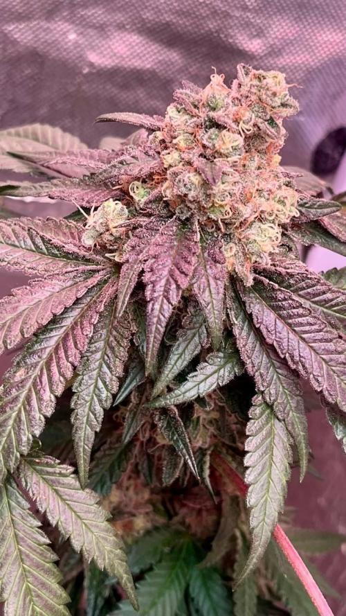 Runts & Polar Gelato. Week 15