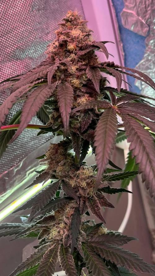 Runts & Polar Gelato. Week 15