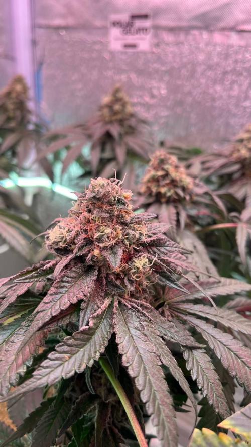 Runts & Polar Gelato. Week 15