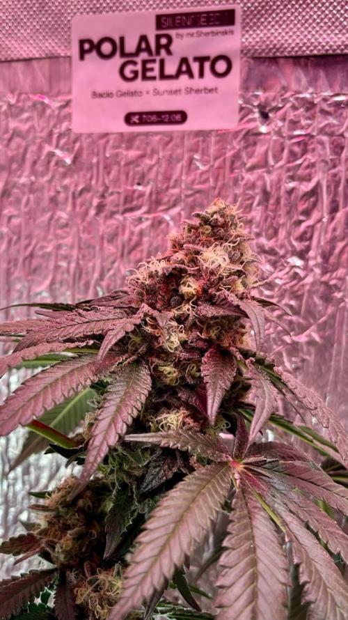 Runts & Polar Gelato. Week 15