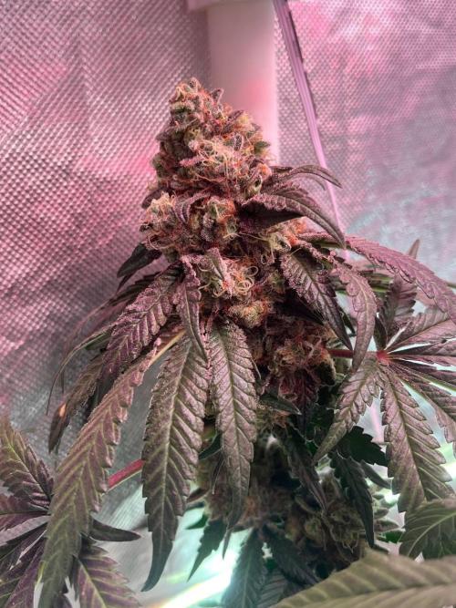Runts & Polar Gelato. Week 15