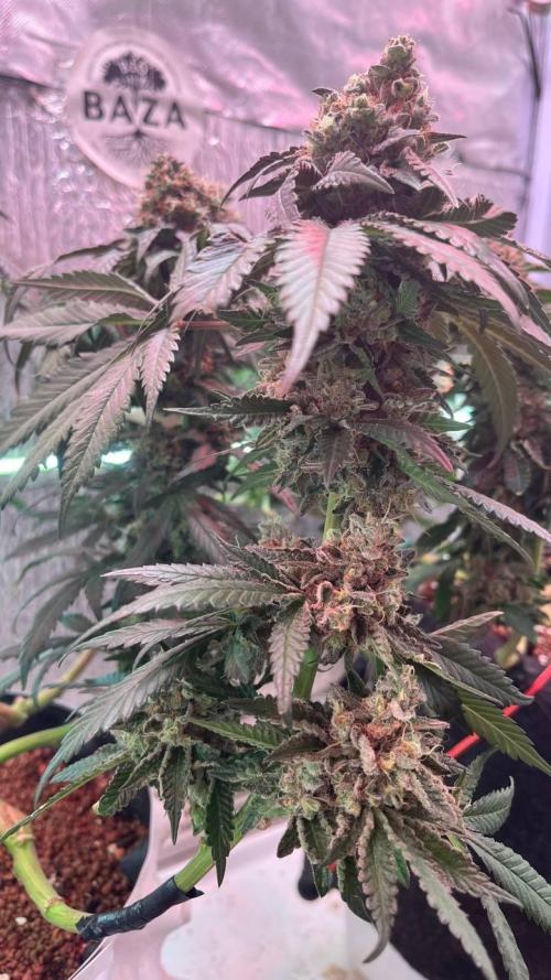 Runts & Polar Gelato. Week 15