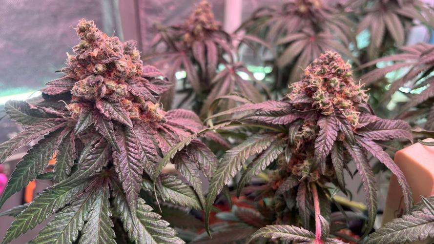 Runts & Polar Gelato. Week 15