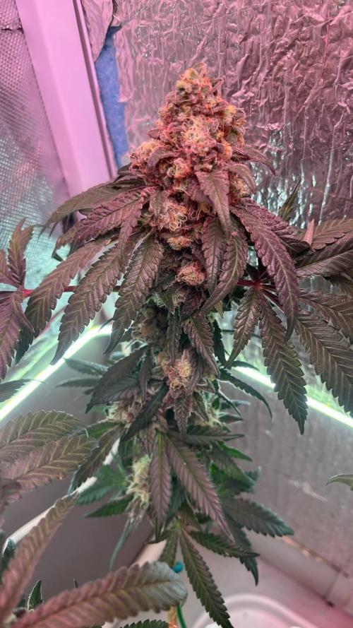 Runts & Polar Gelato. Week 15