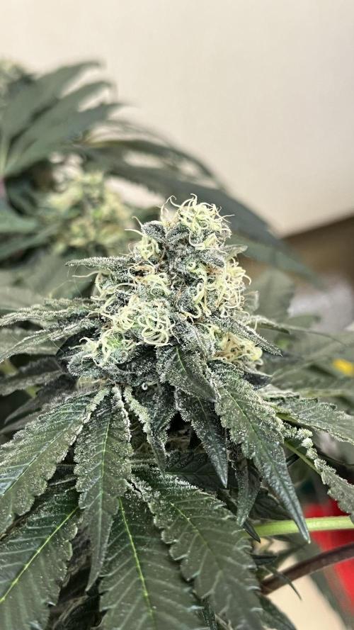 Runts & Polar Gelato. Week 13