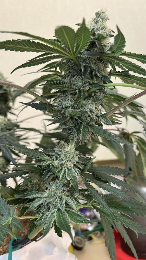 Runts & Polar Gelato. Week 13