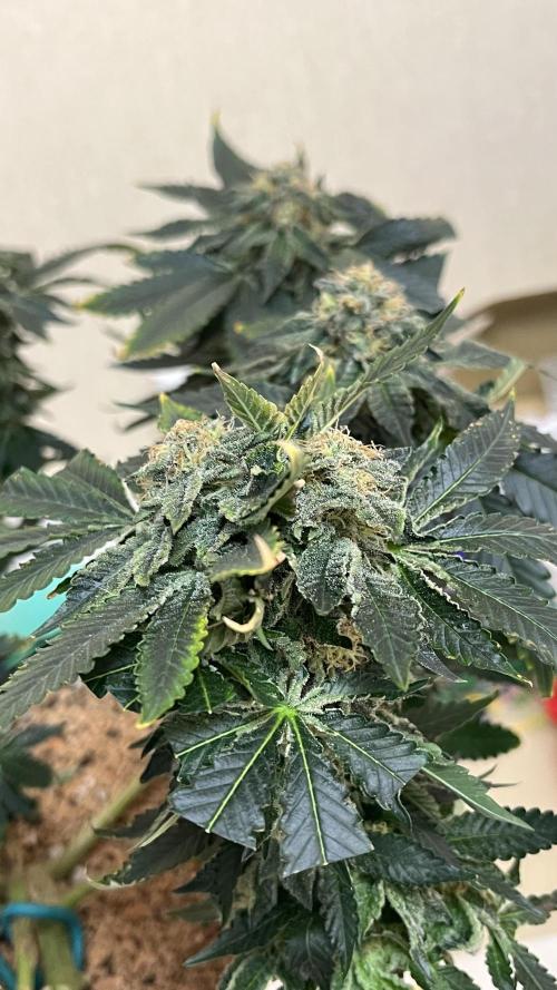 Runts & Polar Gelato. Week 13