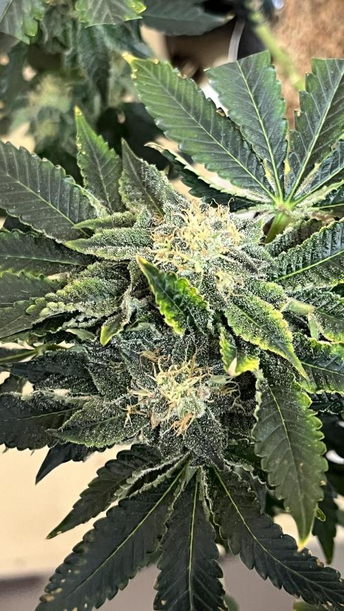 Runts & Polar Gelato. Week 13