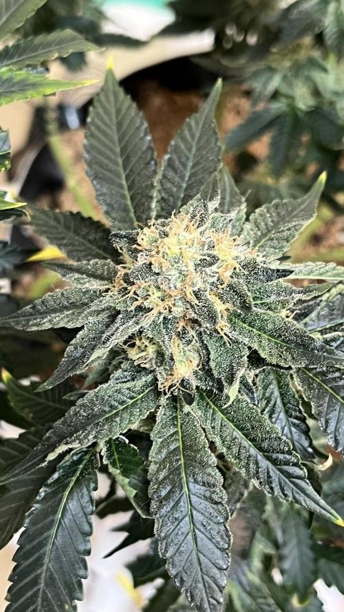 Runts & Polar Gelato. Week 13