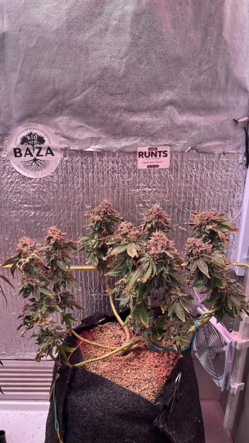Runts & Polar Gelato. Week 16