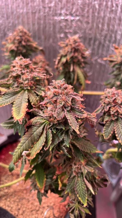 Runts & Polar Gelato. Week 16