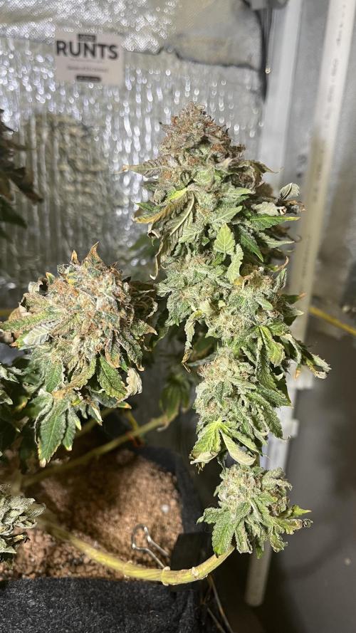 Runts & Polar Gelato. Week 16