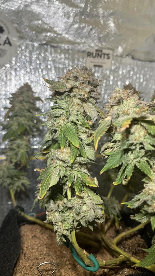 Runts & Polar Gelato. Week 16