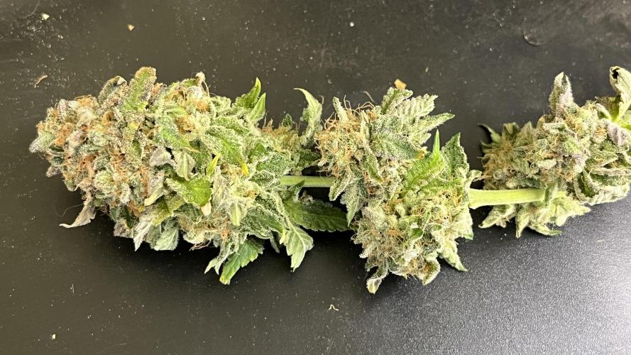 Runts & Polar Gelato. Week 16