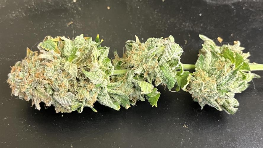 Runts & Polar Gelato. Week 16