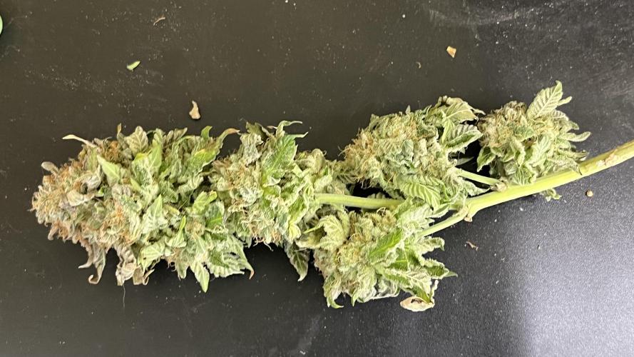 Runts & Polar Gelato. Week 16