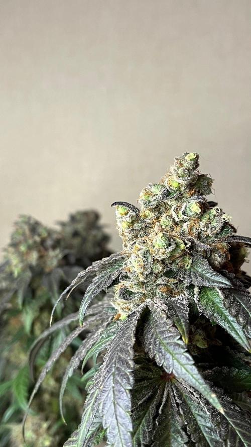 Runts & Polar Gelato. Week 16