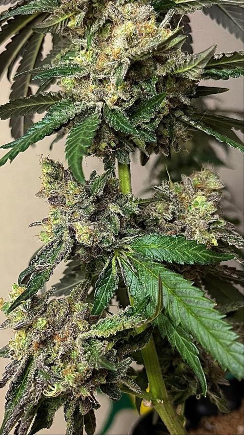 Runts & Polar Gelato. Week 16