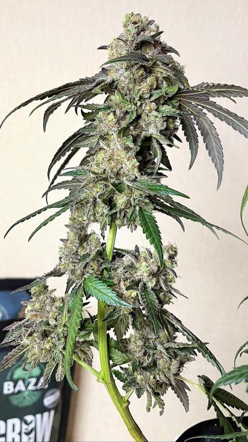 Runts & Polar Gelato. Week 16