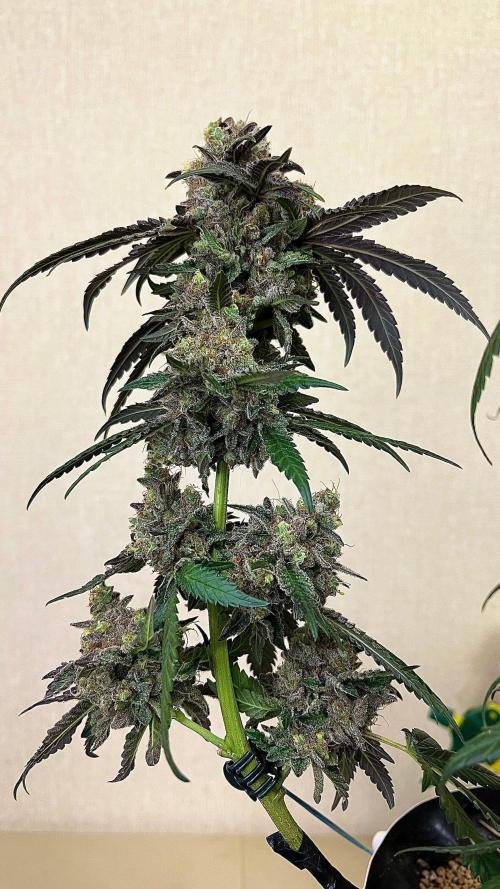 Runts & Polar Gelato. Week 16