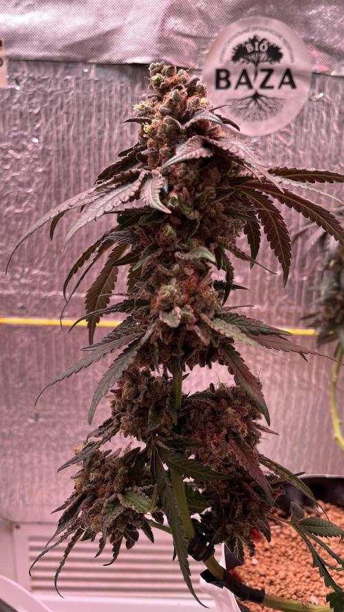 Runts & Polar Gelato. Week 16