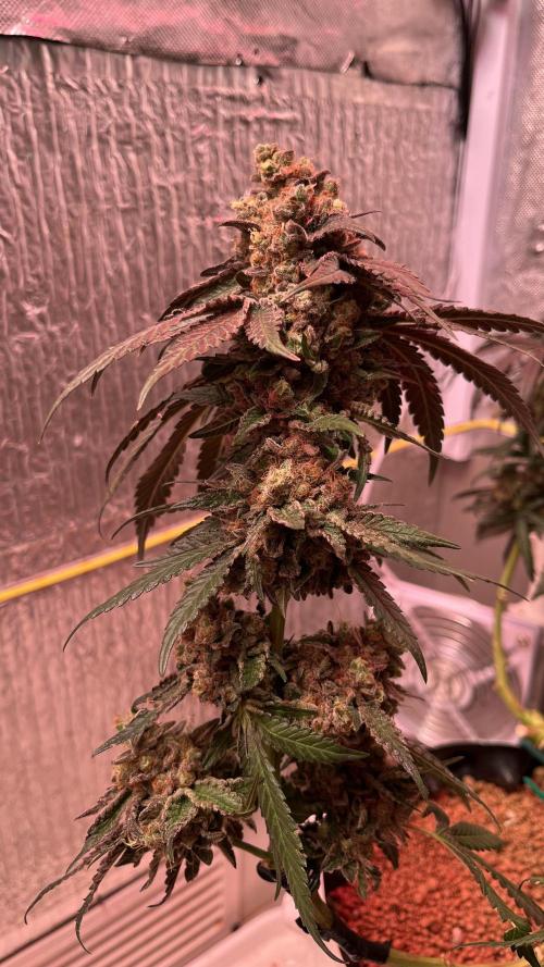 Runts & Polar Gelato. Week 16