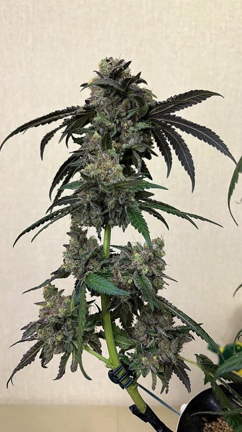 Runts & Polar Gelato. Week 16