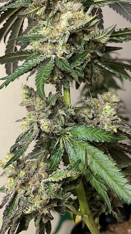 Runts & Polar Gelato. Week 16