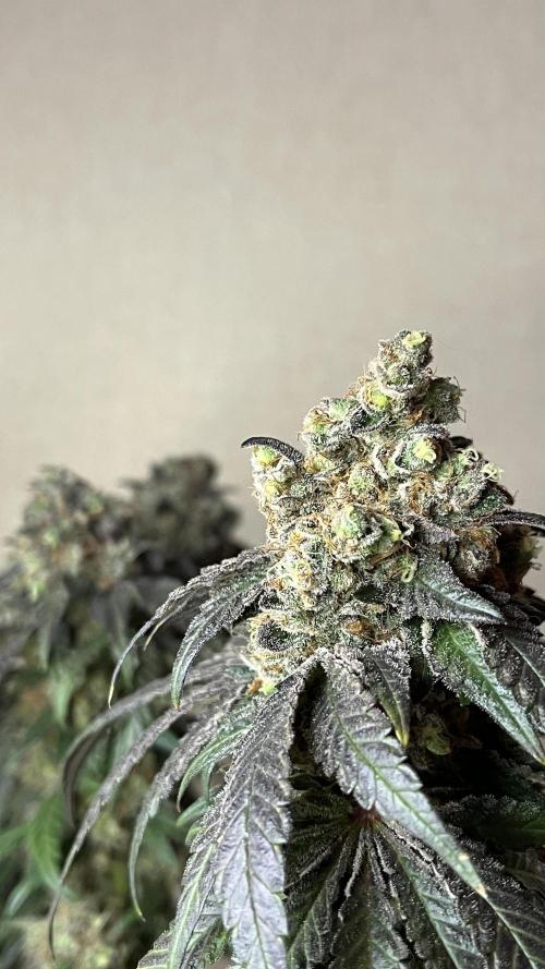Runts & Polar Gelato. Week 16