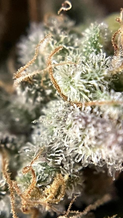 Runts & Polar Gelato. Week 16