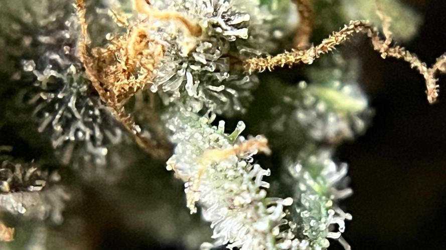 Runts & Polar Gelato. Week 16