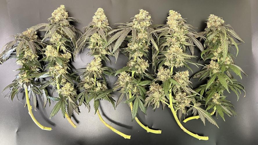 Runts & Polar Gelato. Week 16