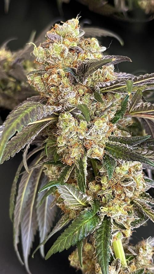 Runts & Polar Gelato. Week 16