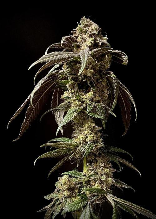 Runts & Polar Gelato. Week 16