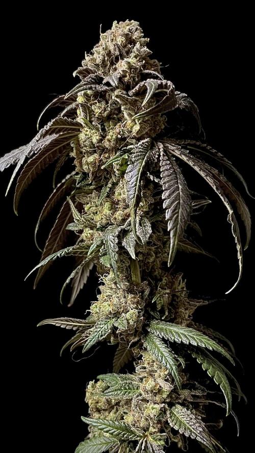 Runts & Polar Gelato. Week 16