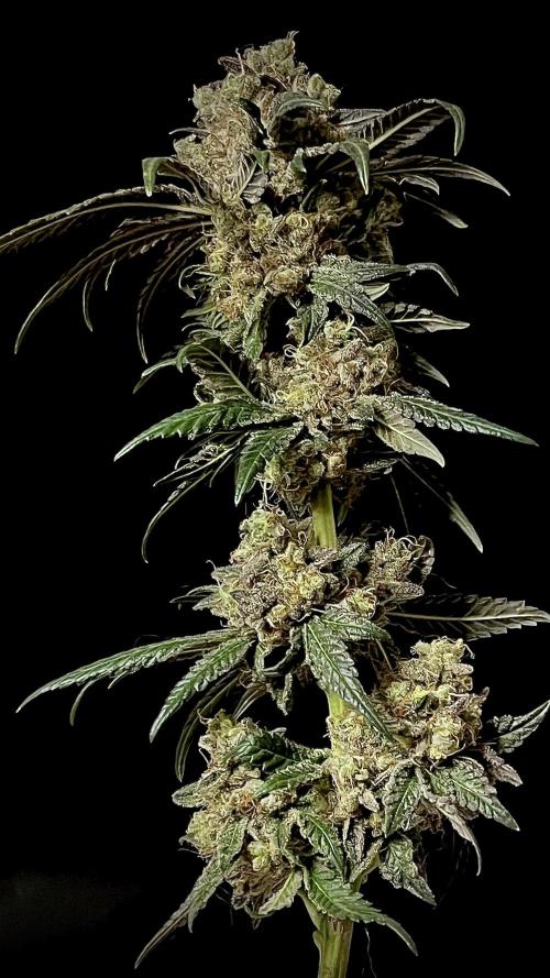 Runts & Polar Gelato. Week 16