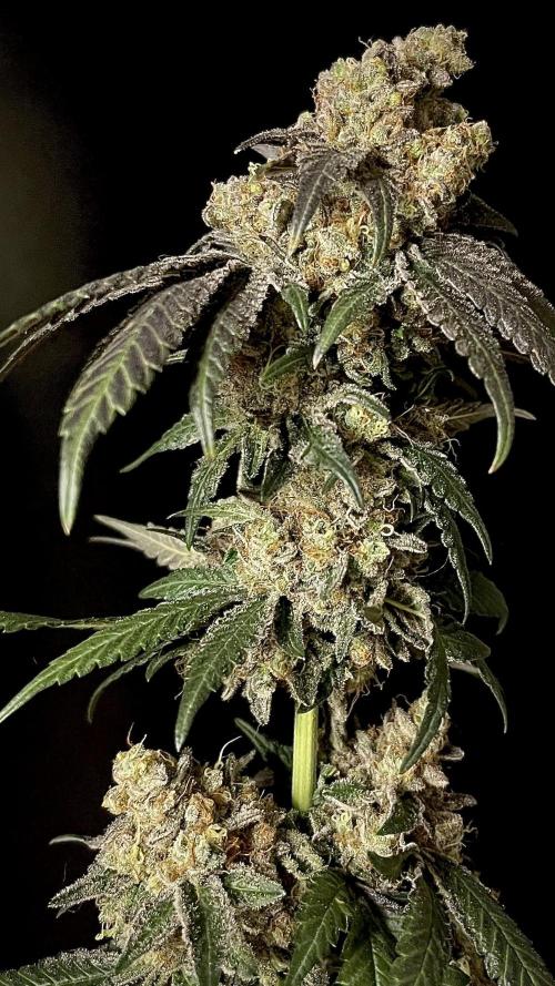 Runts & Polar Gelato. Week 16