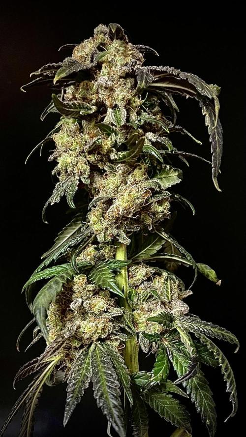 Runts & Polar Gelato. Week 16