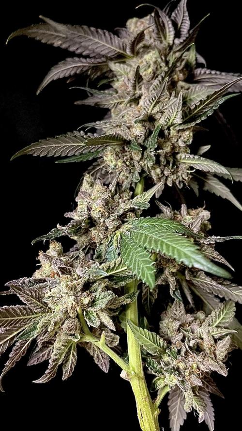 Runts & Polar Gelato. Week 16